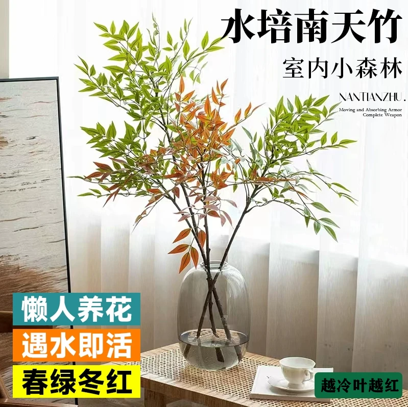 水培火焰南天竹盆栽雪柳鲜富贵竹水养马醉木室内客厅绿植物好养