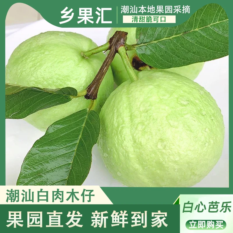 新鲜采摘现摘白心芭乐 低糖清甜多汁 自然熟 热带水果番石榴