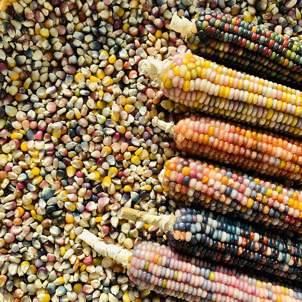 文玩玉米七彩琉璃宝石玉米种子颗粒彩色文玩玉米种子玉米粒