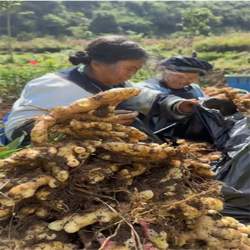 农家小黄姜运输过程中无法避免有碎边介意勿拍（不支持无理由退换）