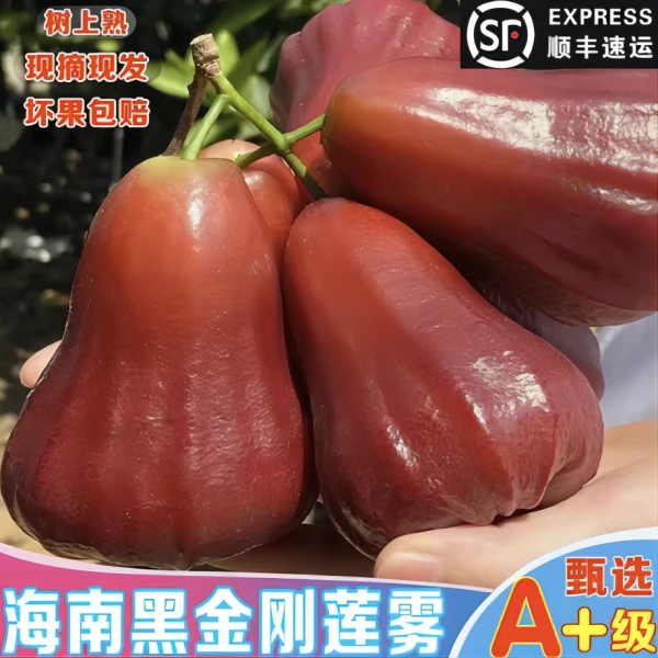 正宗海南黑金刚莲雾新鲜水果莲雾果爆汁脆爽品质 3斤