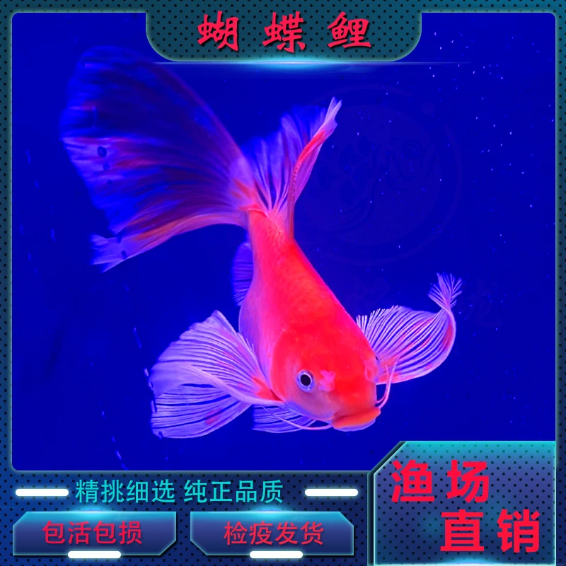 极焰珑【精选蝴蝶鲤】【直播间现拍现选】普身短身红白墨蝶熊猫蝴蝶鲤