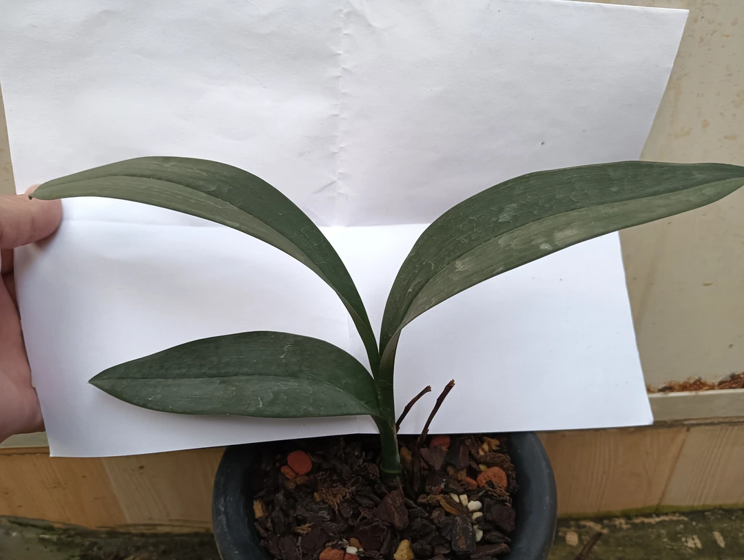 兔耳兰磨砂兔叶片厚实