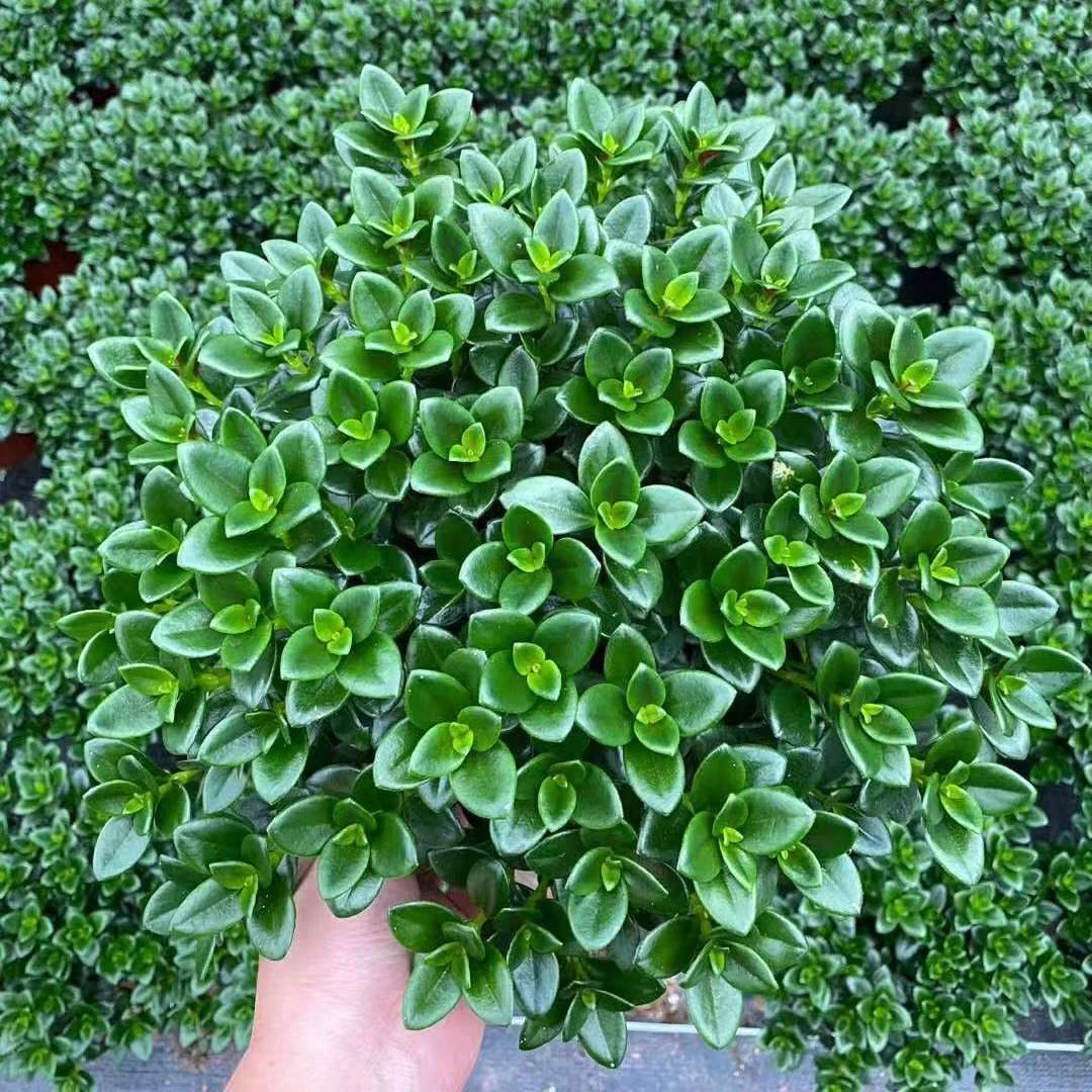 金鱼花绿植盆栽吊兰盆栽绿植花卉四季开常青好养室内懒人植物招财