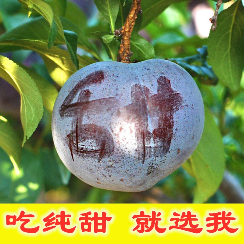 现摘陕西新鲜时令水果李子黑琥珀黑宝石脆甜酸爽安哥拉非红李3/5