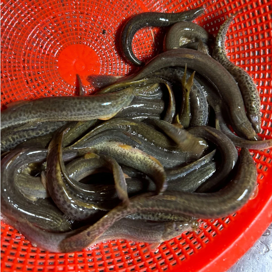 野泥鳅青泥鳅圆鳅江浙沪皖发货顺丰隔天到包活（活发）通货