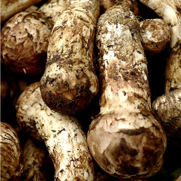 【新鲜松茸P级破皮虫洞开伞】直播现选打称新鲜下山松茸原产地直发