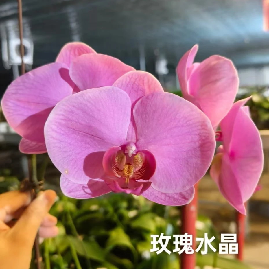 【玫瑰水晶】蝴蝶兰花后苗拍一发二不售后，3.5寸加高杯（根叶瑕疵）