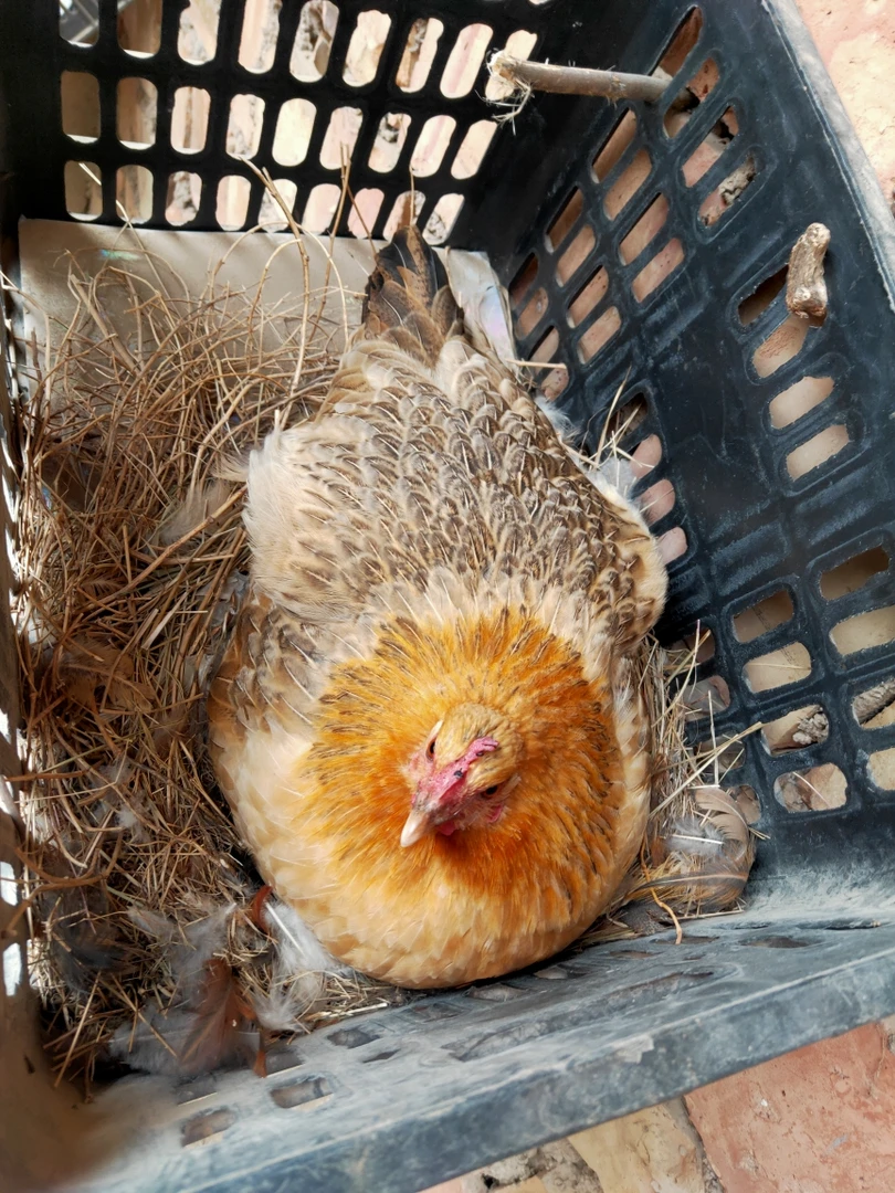 正宗农家散养土鸡蛋，海东鸡种蛋，土鸡蛋，笨鸡蛋，柴鸡蛋可孵化