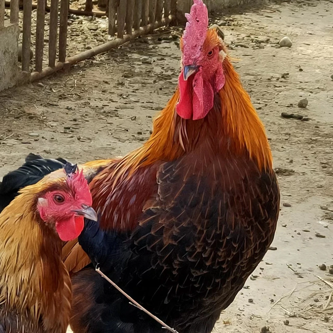 纯散养土鸡大公鸡农家现杀现卖美味佳肴