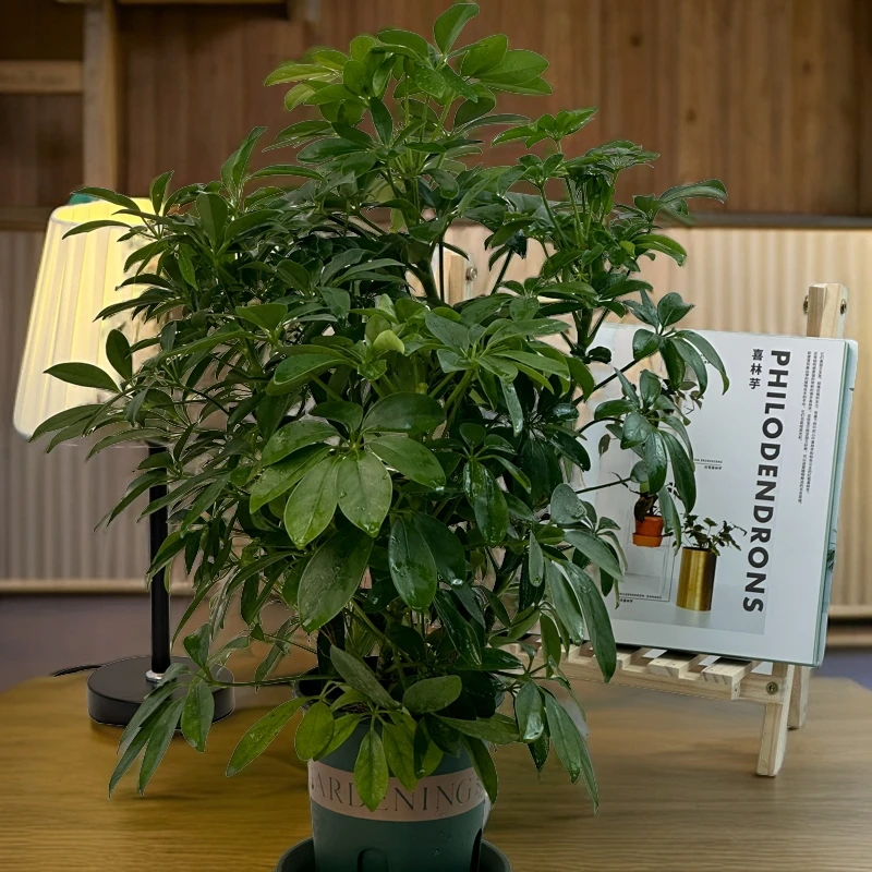 【A级鸭脚木】好养四季常青室内桌面绿植大型盆栽花卉土培净化空气