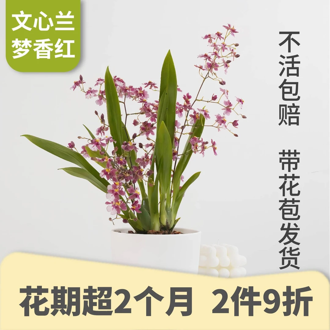 梦香兰花【带花苞】香水兰文心跳舞兰秋冬季耐寒绿植花卉养护好简单