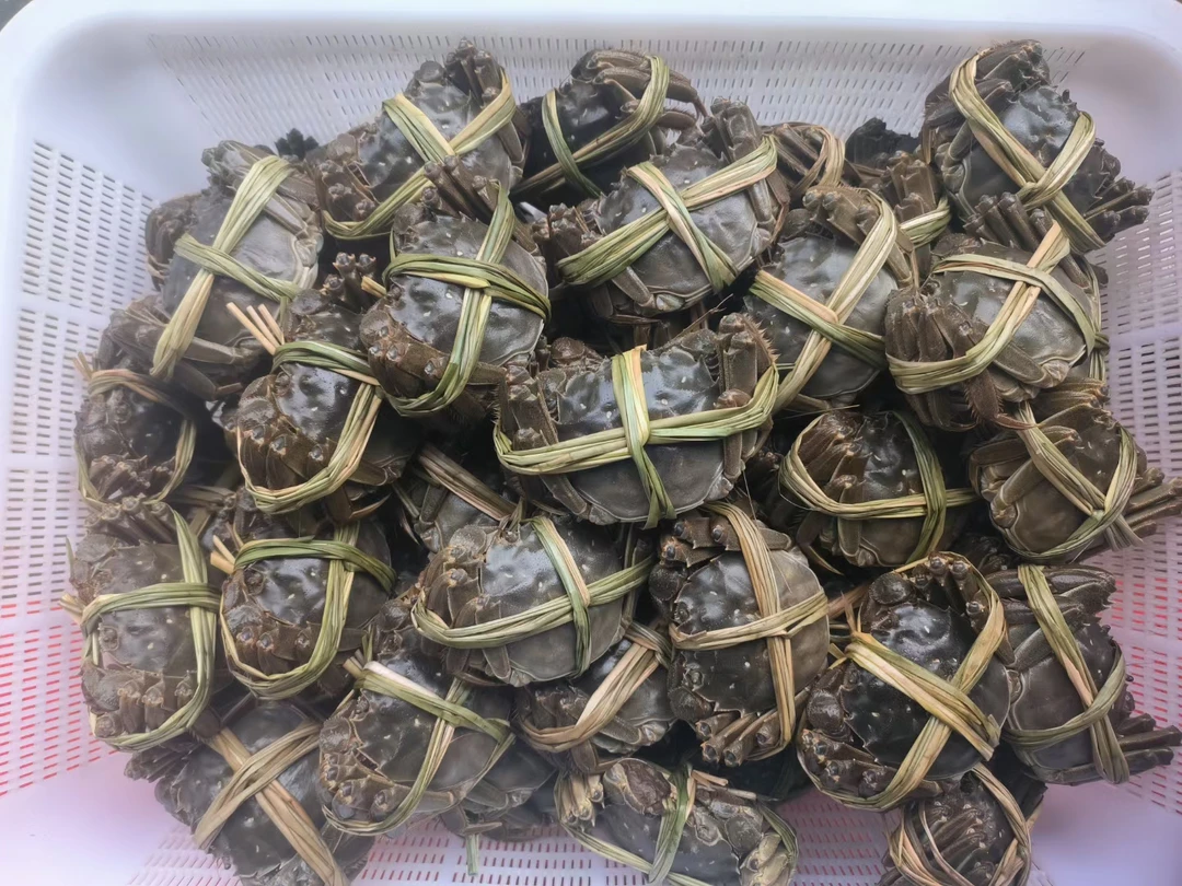 2两8一3两全母大闸蟹8只礼盒装
