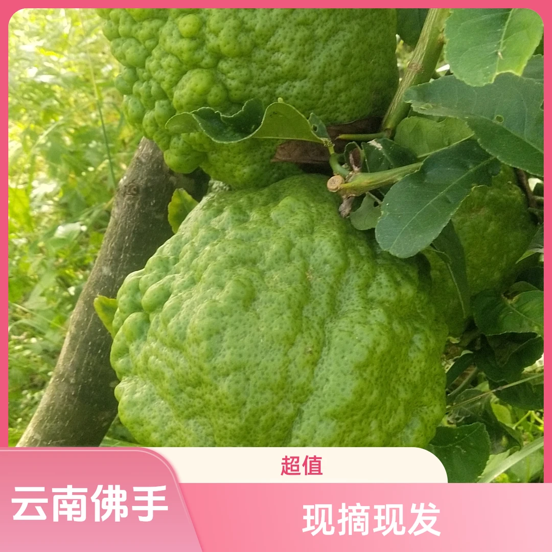 云南高山农户露天新鲜老品种佛手香椽贡果闻香清供观赏果现摘现发
