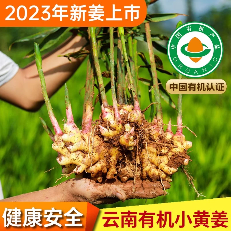 【精品有机】现挖云南小黄姜新鲜姜泡姜炒菜调味煲汤生姜嫩姜1-9斤