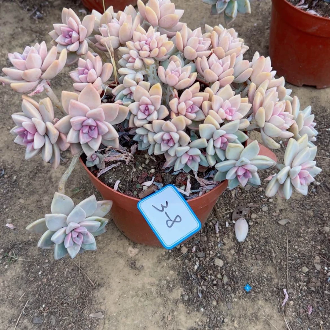 【闪购商品】精品多肉植物老桩