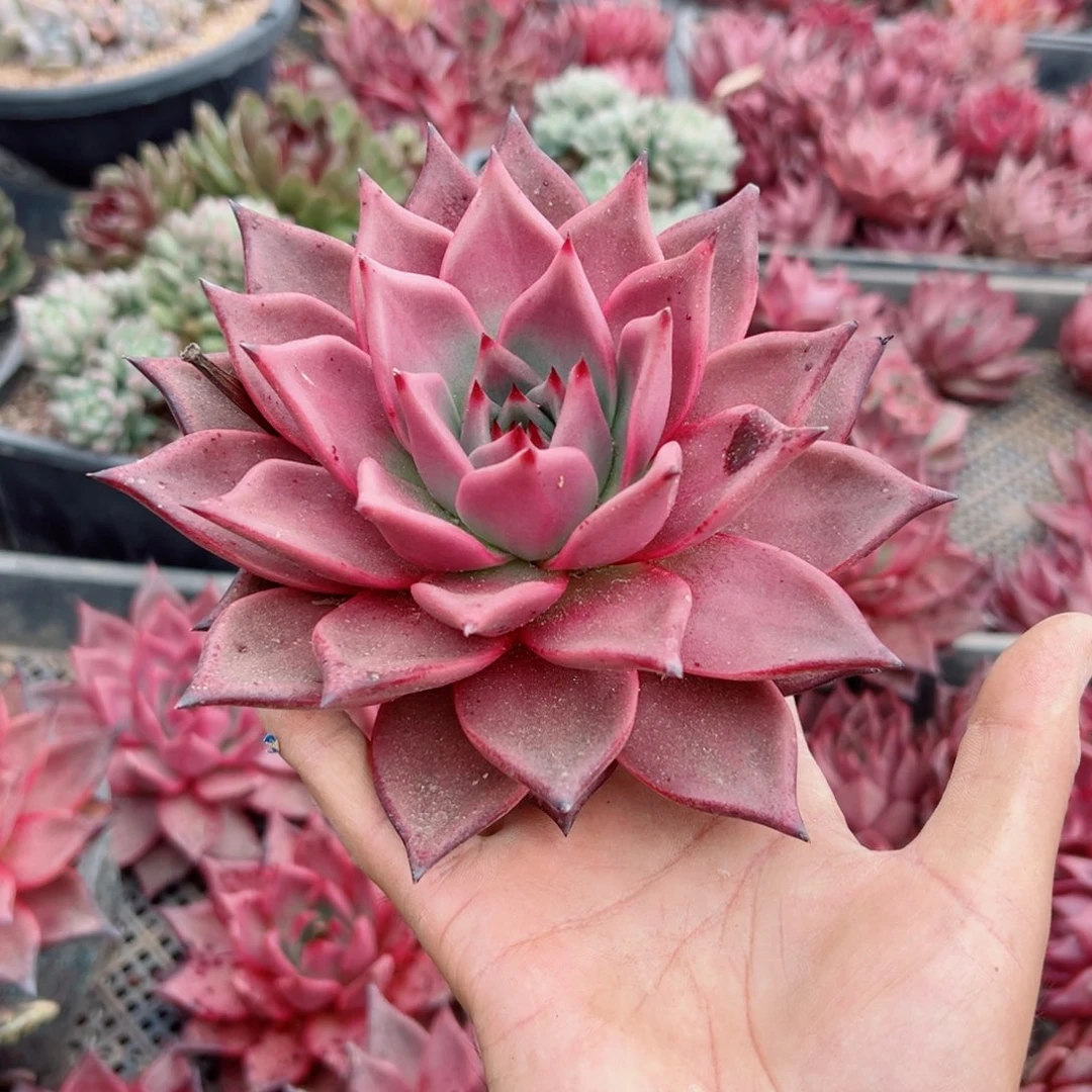 精品多肉植物老桩