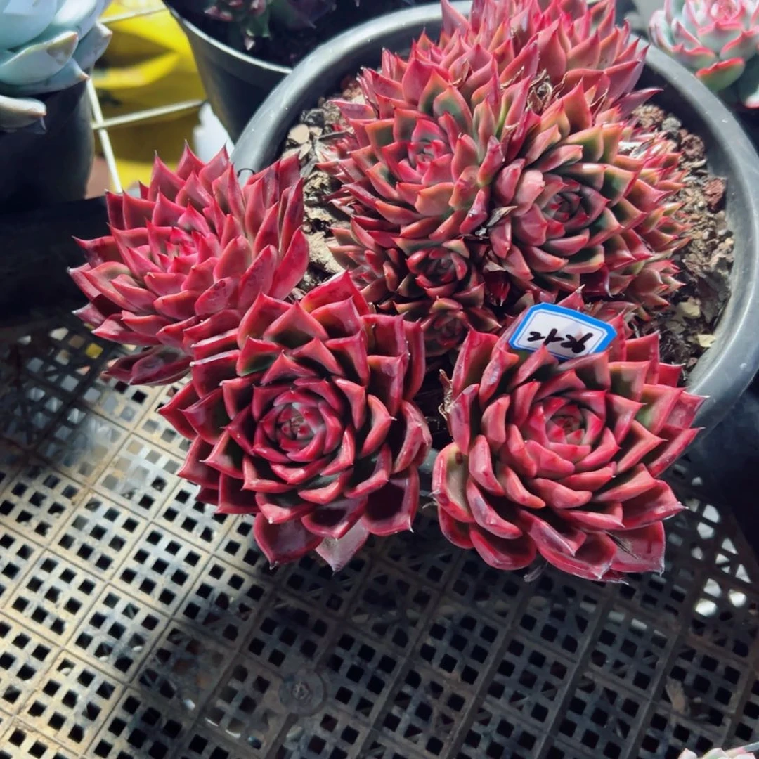 精品多肉植物老桩