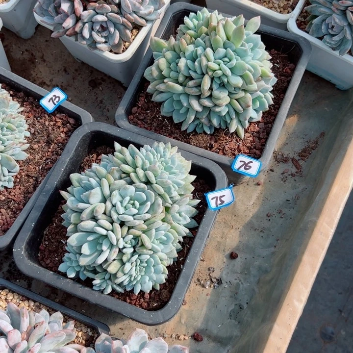琍*精品多肉植物老桩