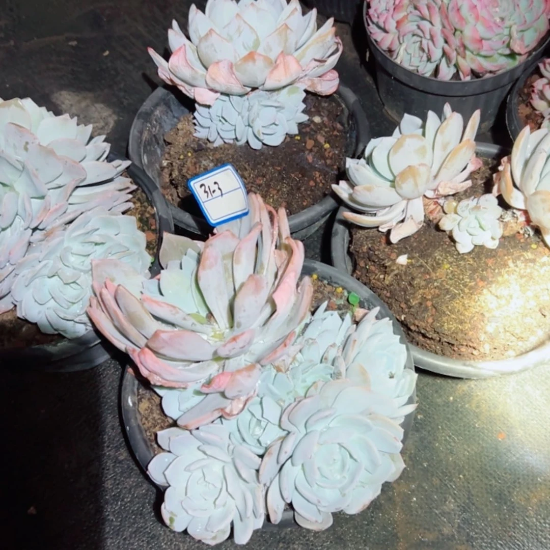 【闪购商品】陌*精品多肉植物老桩