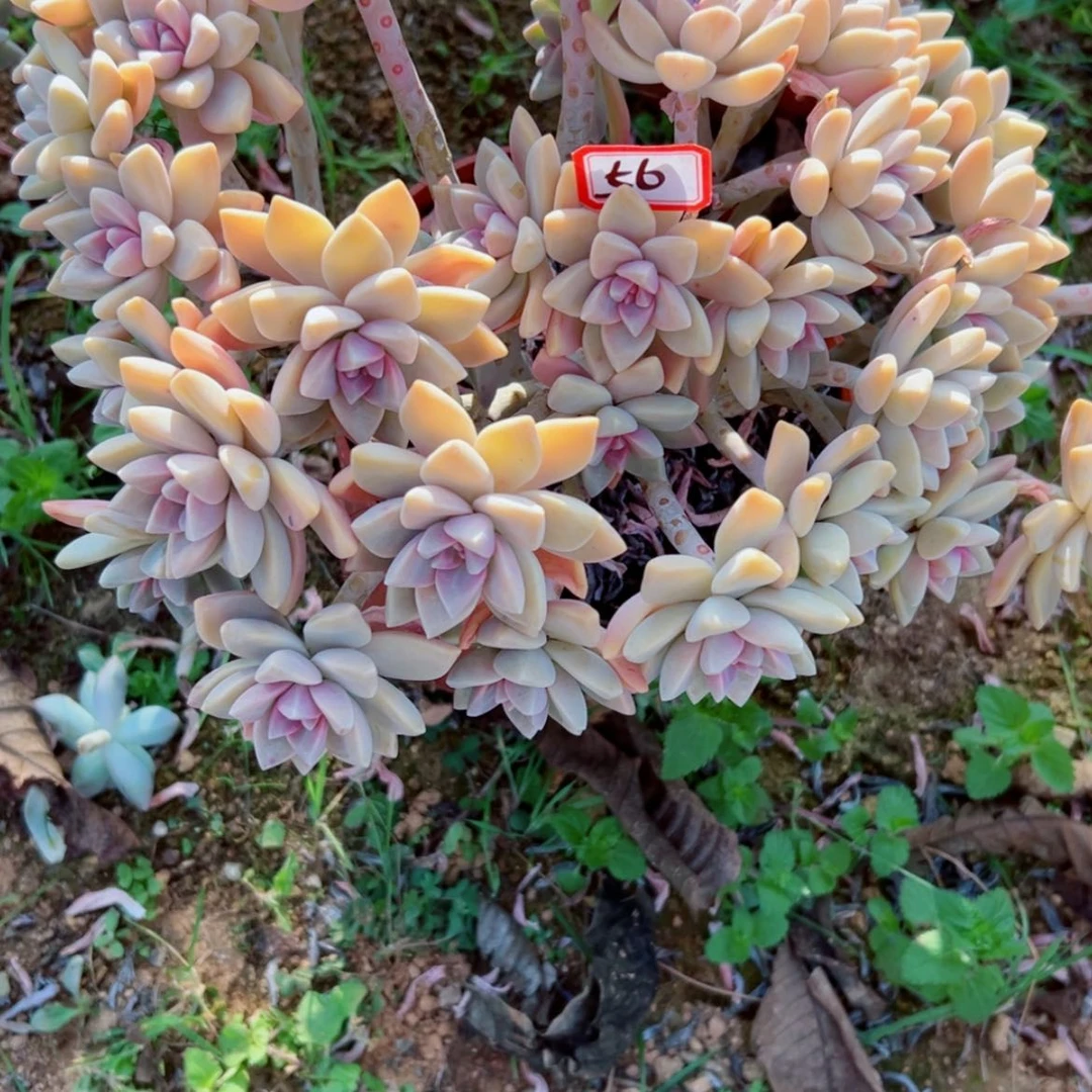 【闪购商品】金*萍精品多肉植物老桩