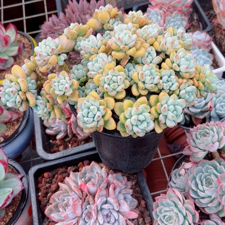 精品多肉植物老桩