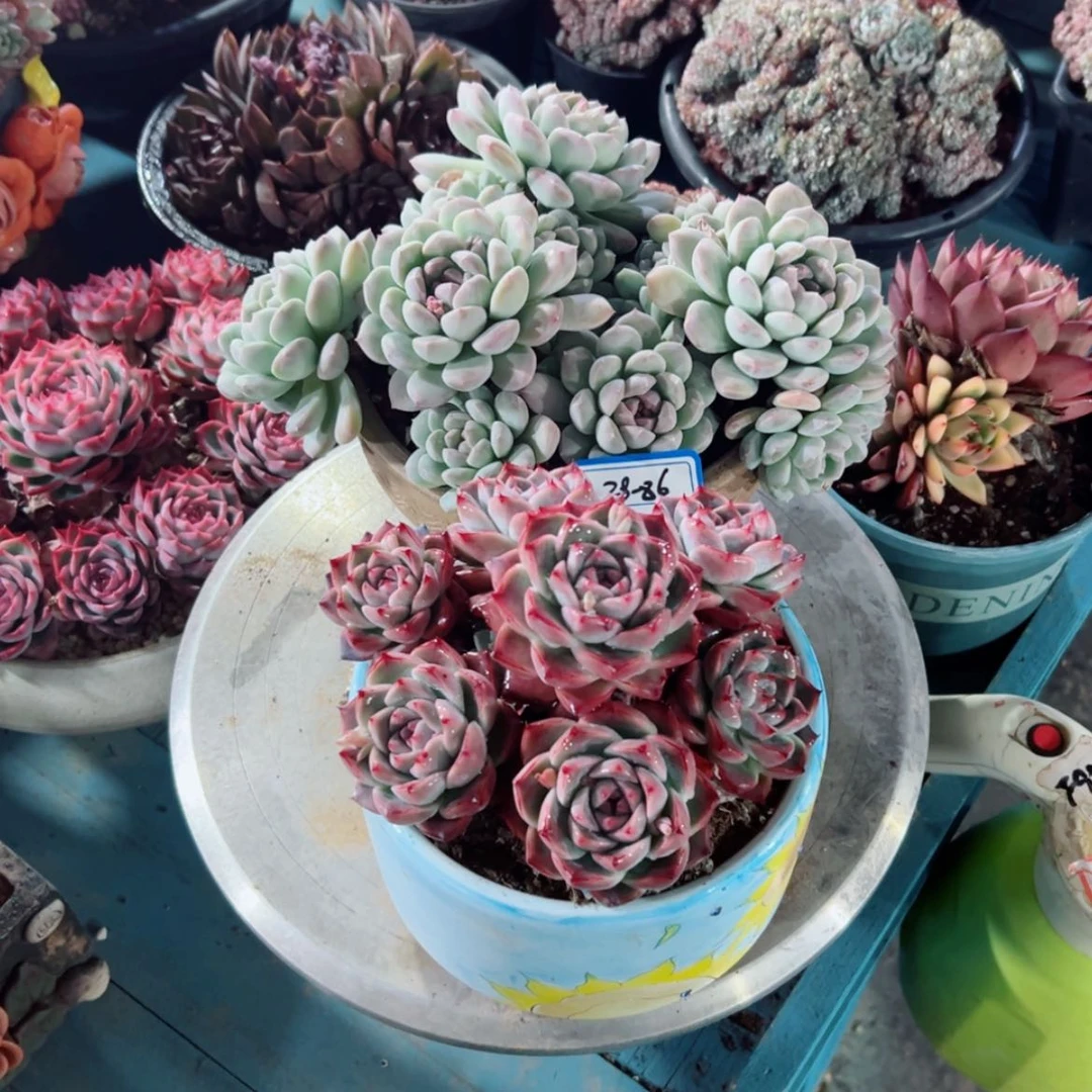 【闪购商品】等**精品多肉植物老桩