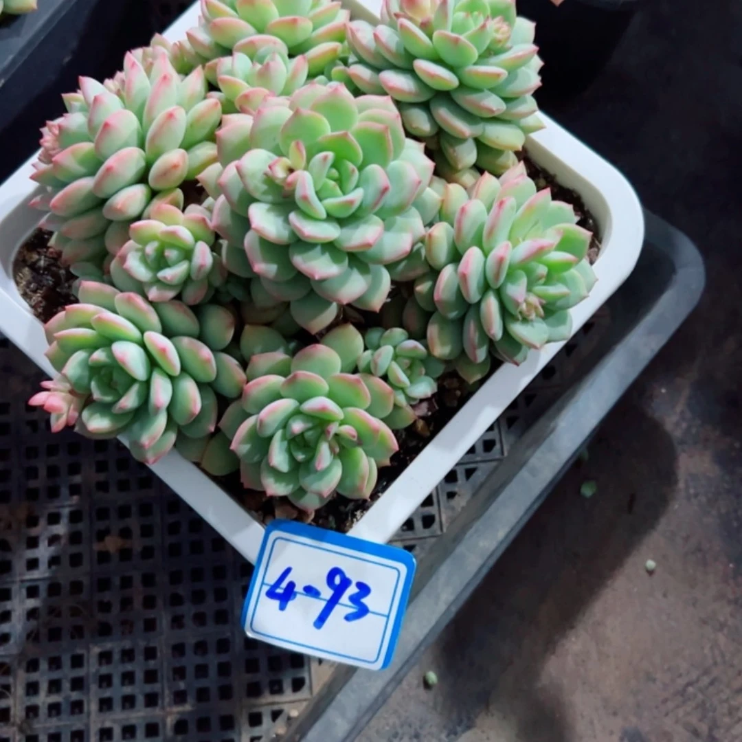 【闪购商品】紫*精品多肉植物老桩