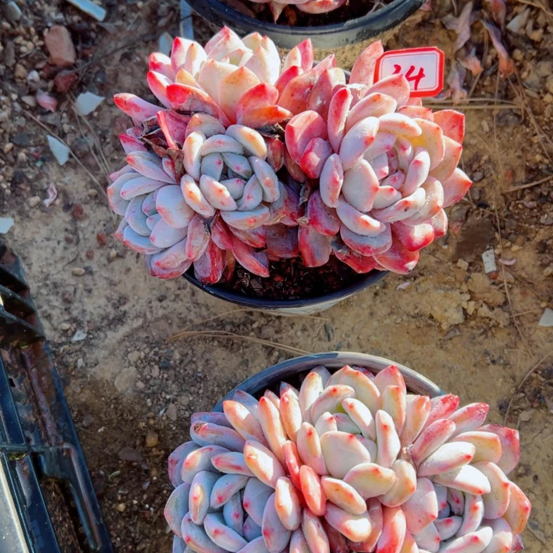 【闪购商品】尿**?精品多肉植物老桩