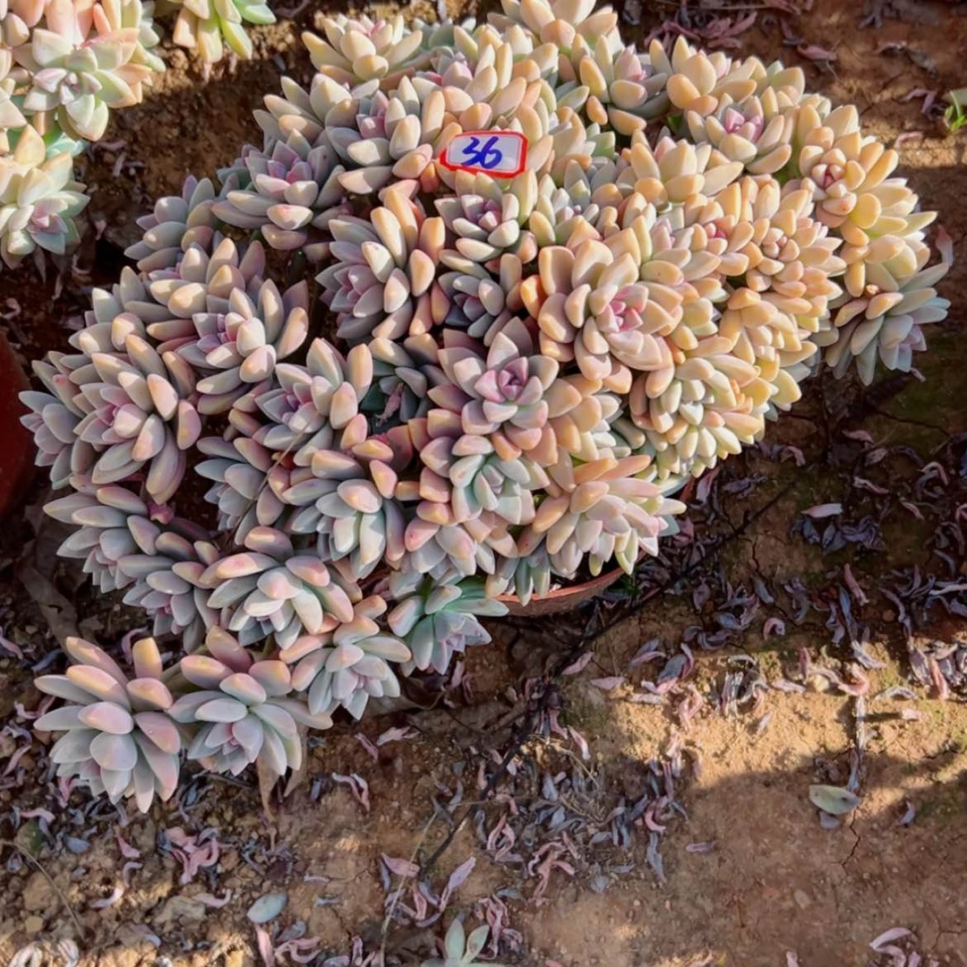 【闪购商品】君*兰精品多肉植物老桩
