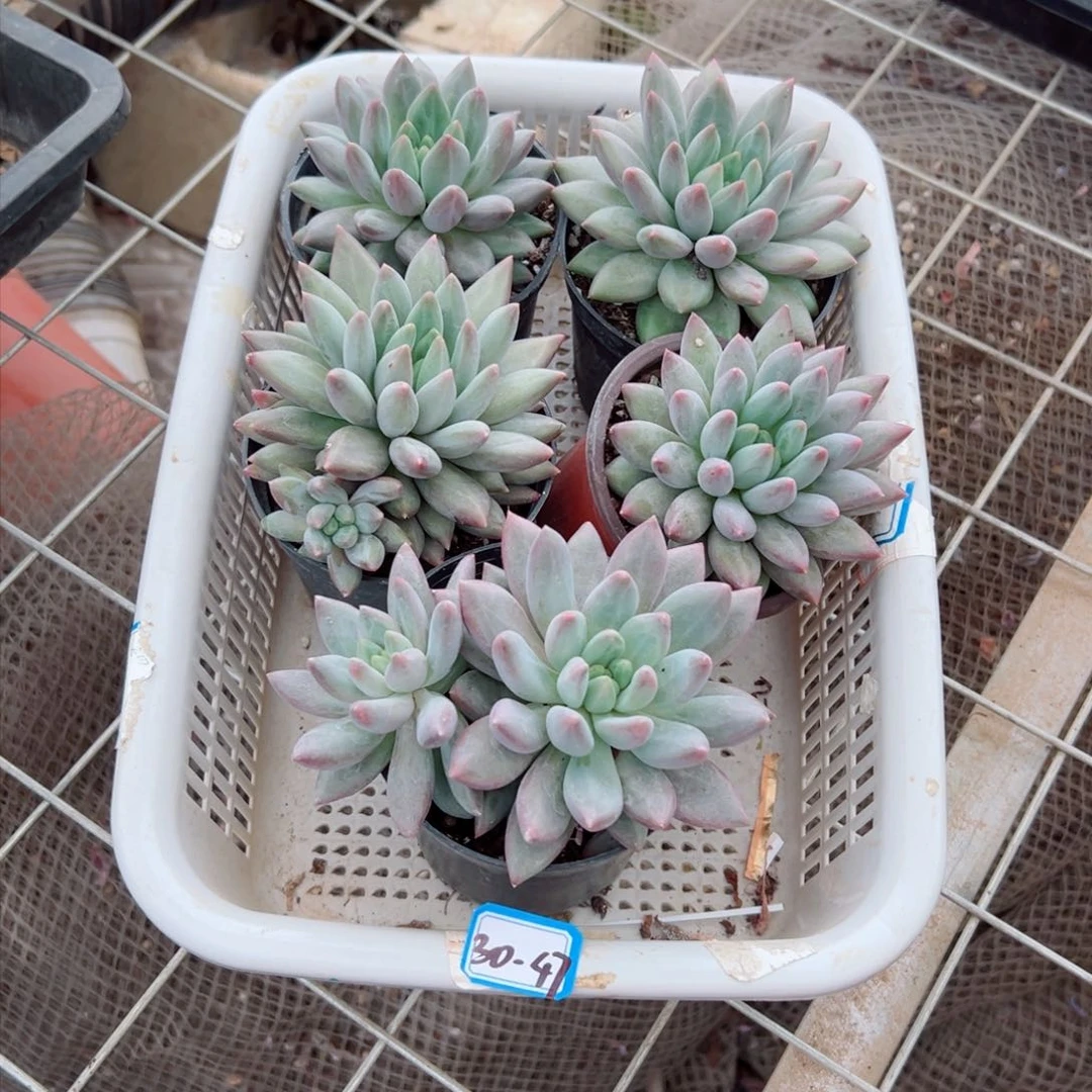 武****二精品多肉植物老桩