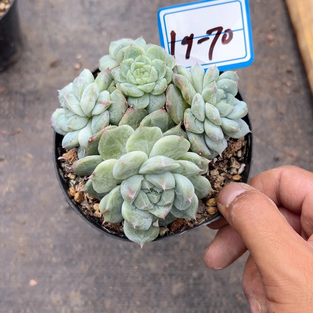 冰*精品多肉植物老桩
