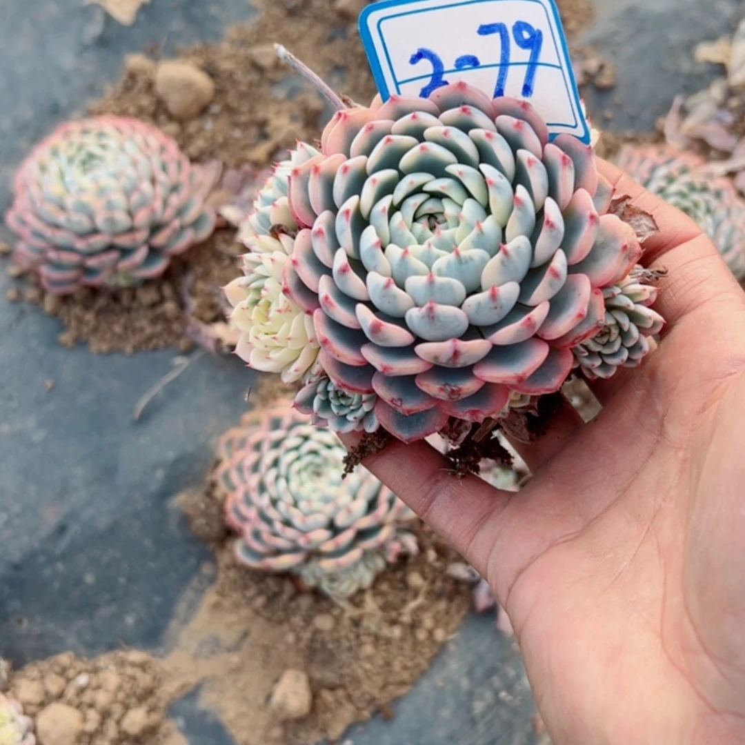 【闪购商品】d**i精品多肉植物老桩
