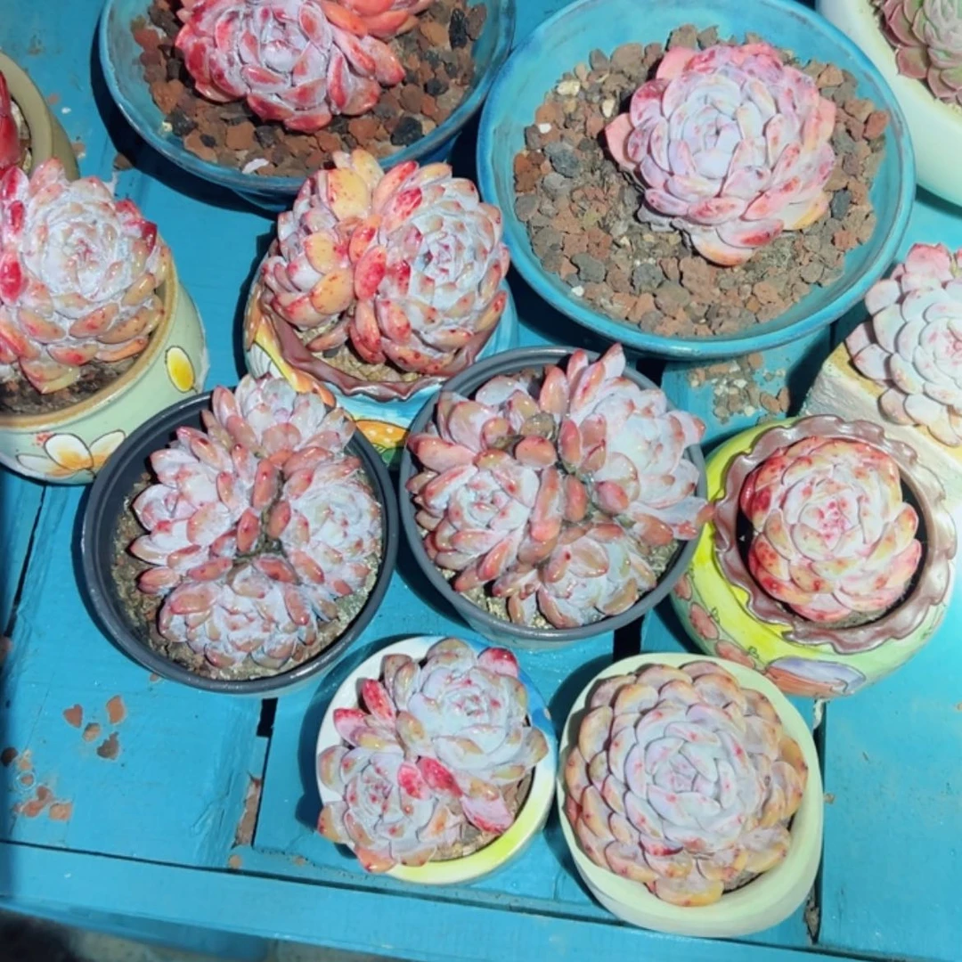 【闪购商品】专****2精品多肉植物老桩