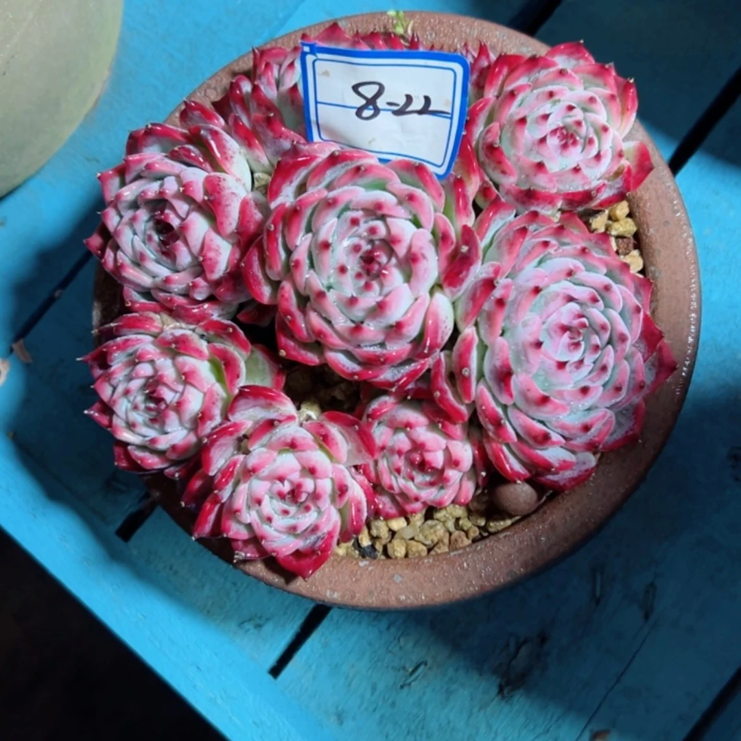 【闪购商品】樱***?精品多肉植物老桩