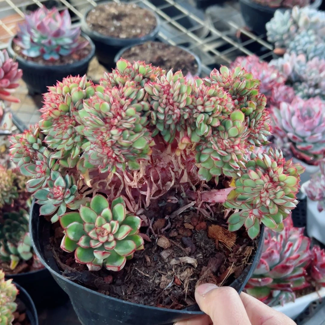 精品多肉植物老桩