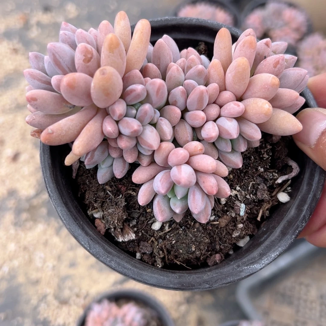 精品多肉植物老桩