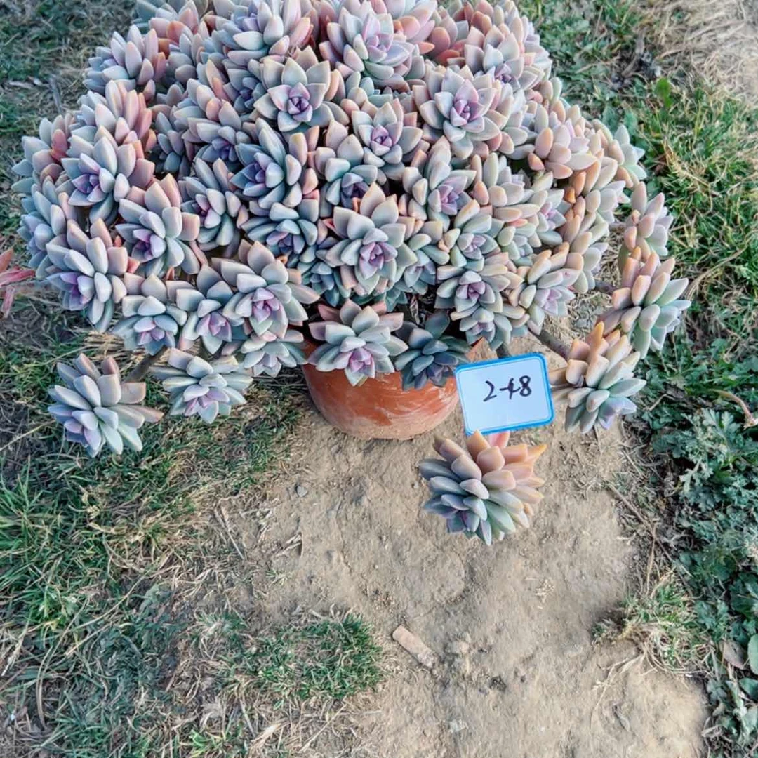 【闪购商品】可***?精品多肉植物老桩