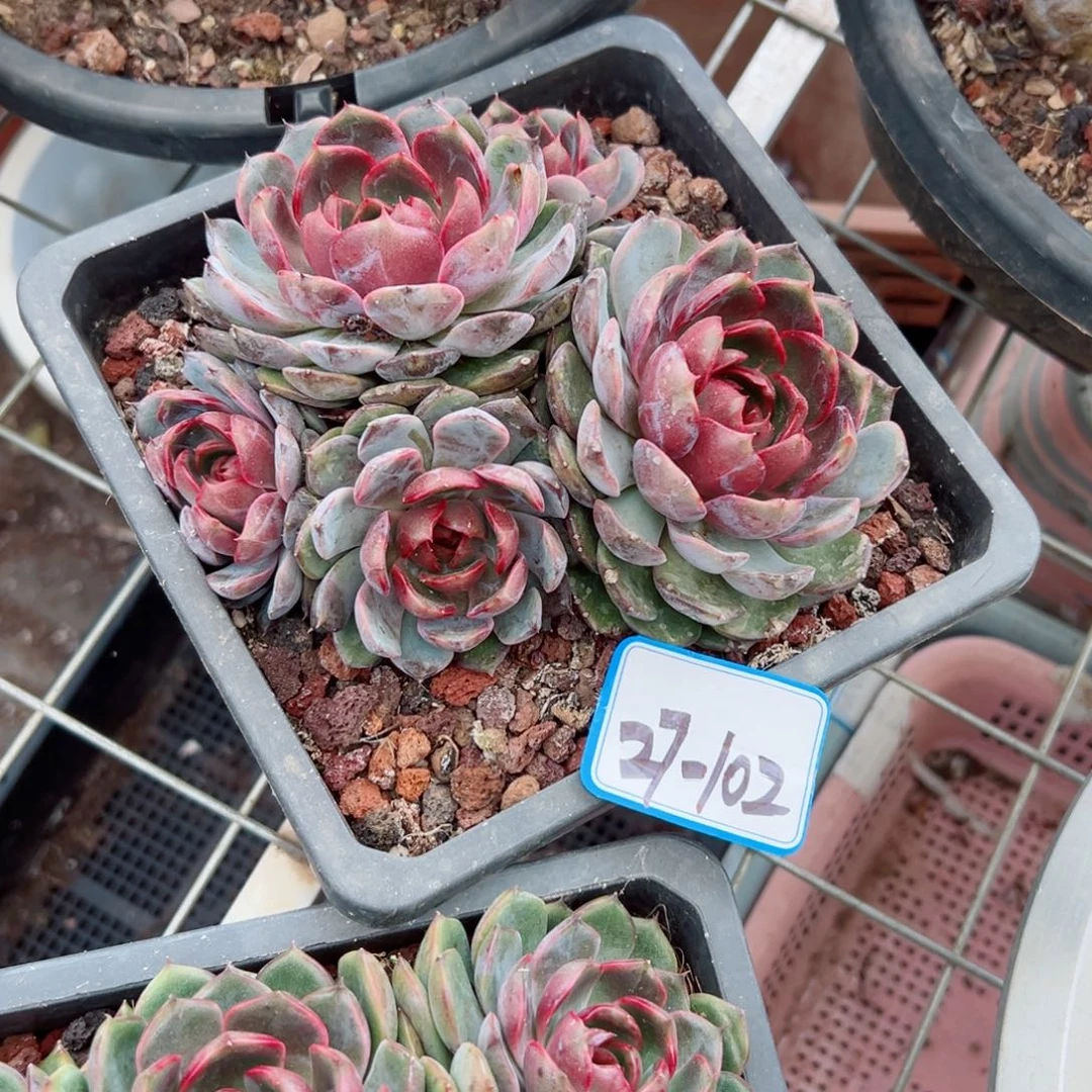 静*精品多肉植物老桩