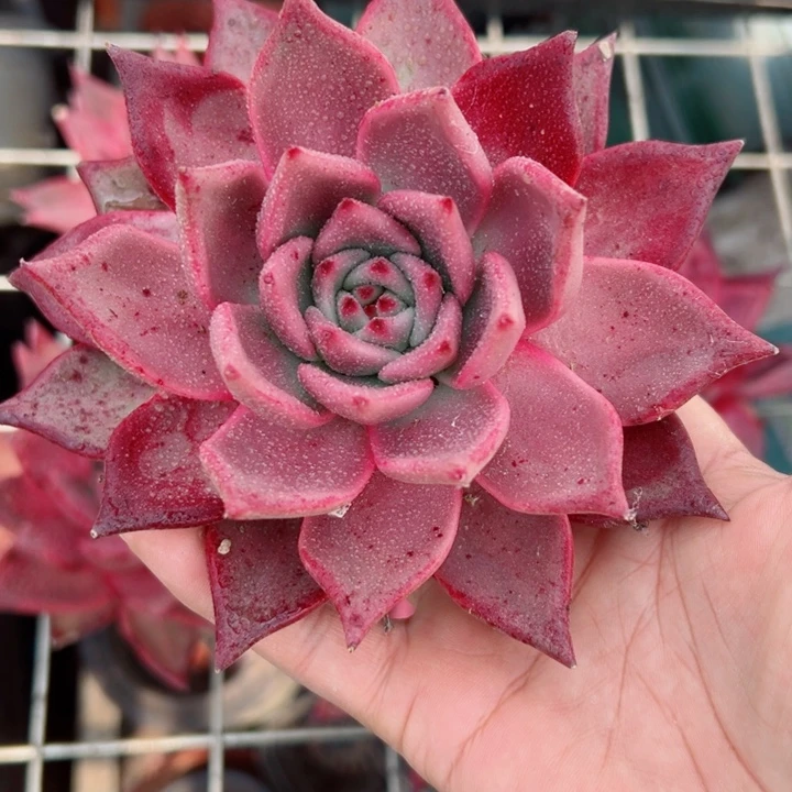 精品多肉植物老桩