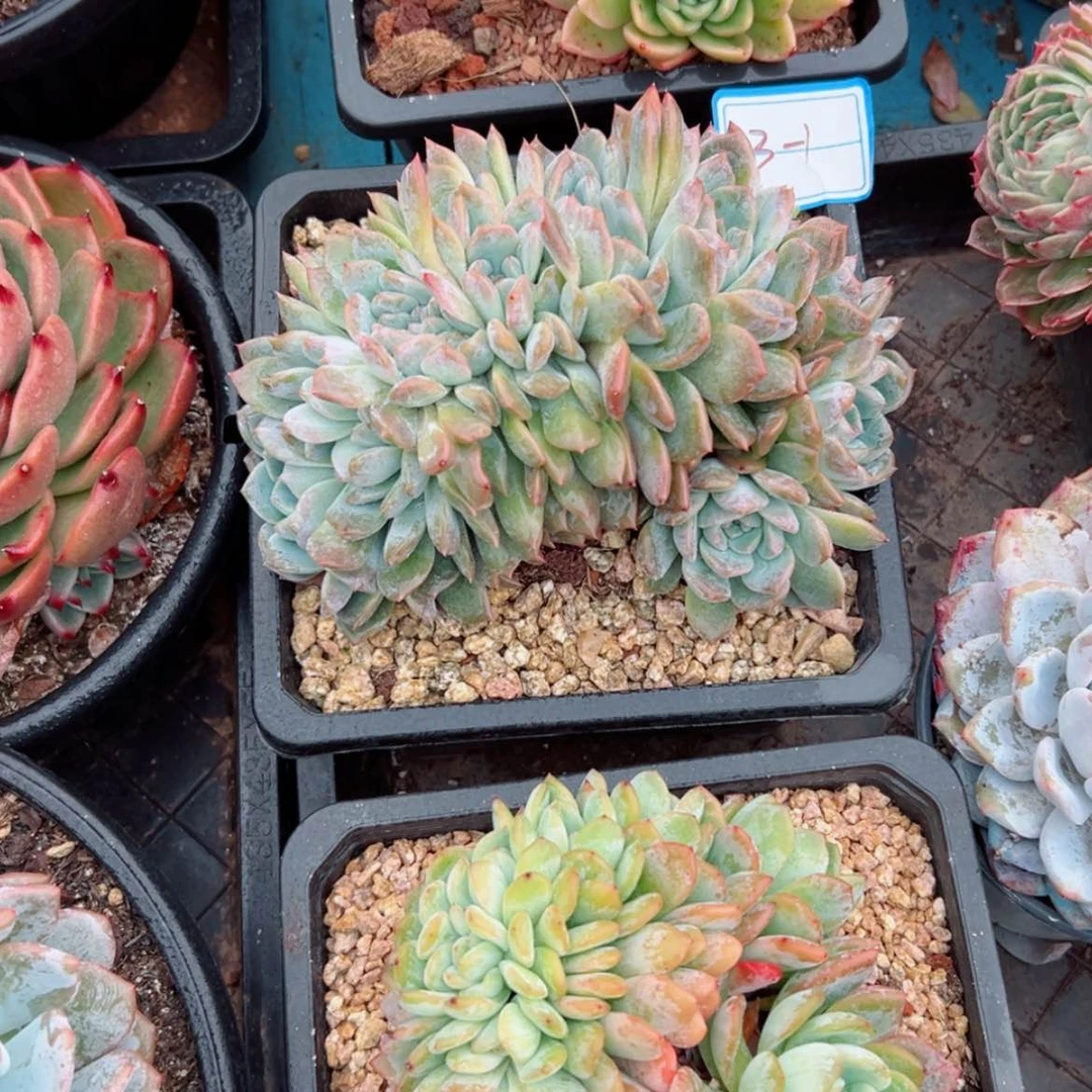 【闪购商品】陌*精品多肉植物老桩