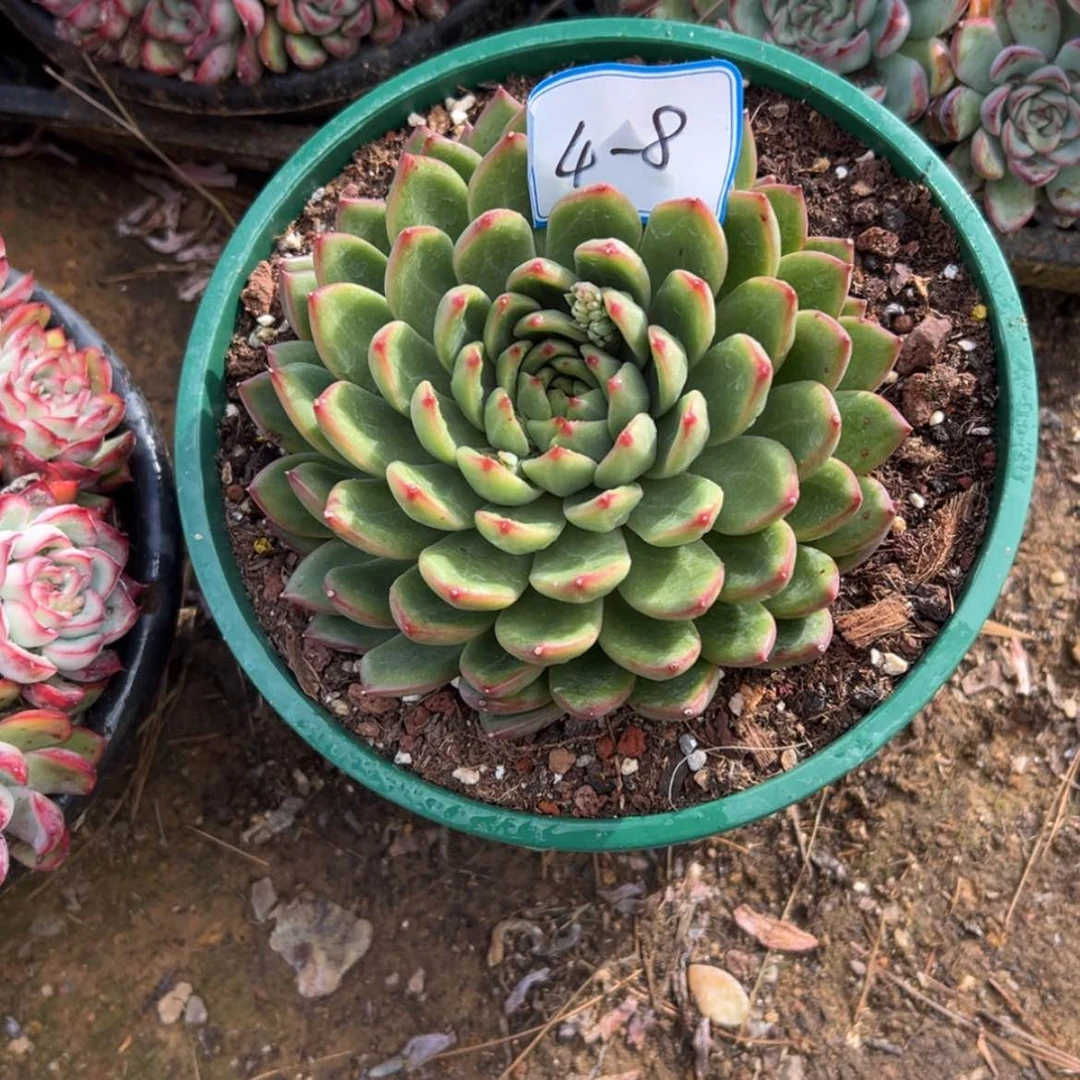 【闪购商品】小*悦精品多肉植物老桩