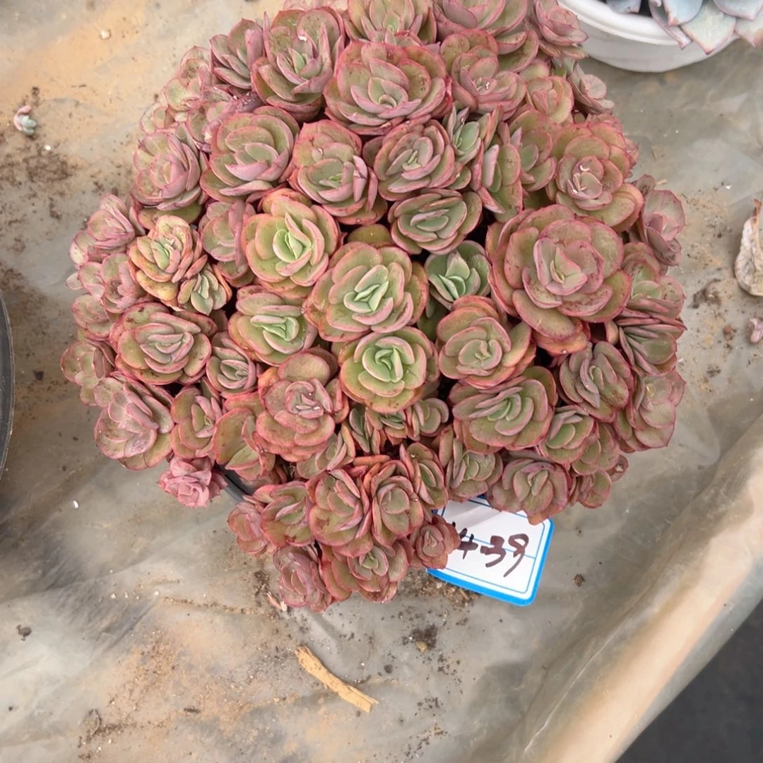 ?**妮精品多肉植物老桩