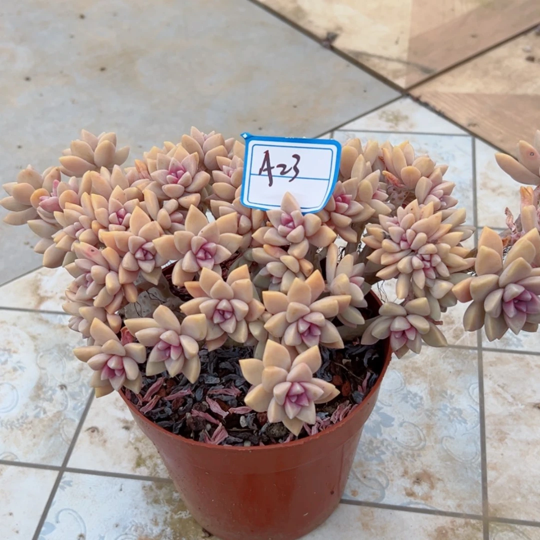 【闪购商品】非**妇精品多肉植物老桩