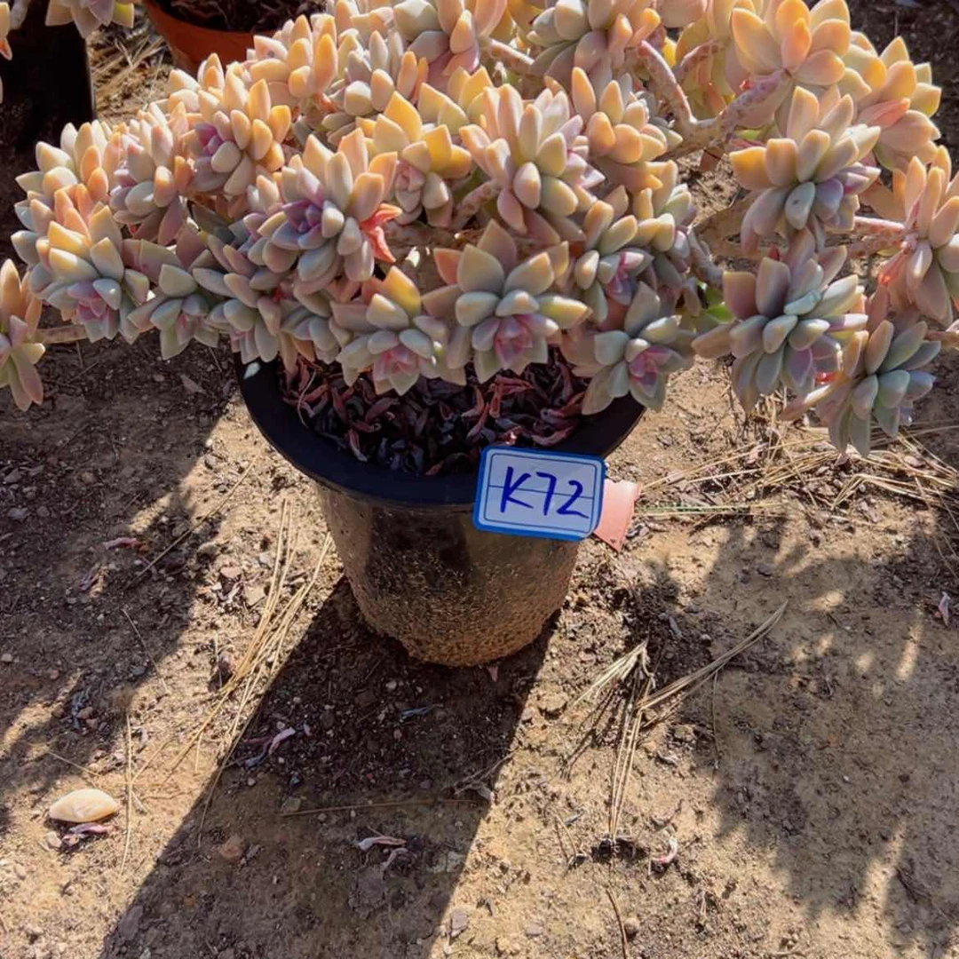 【闪购商品】红精品多肉植物老桩