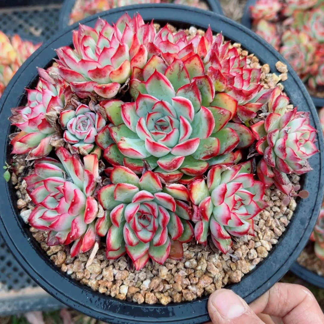 精品多肉植物老桩