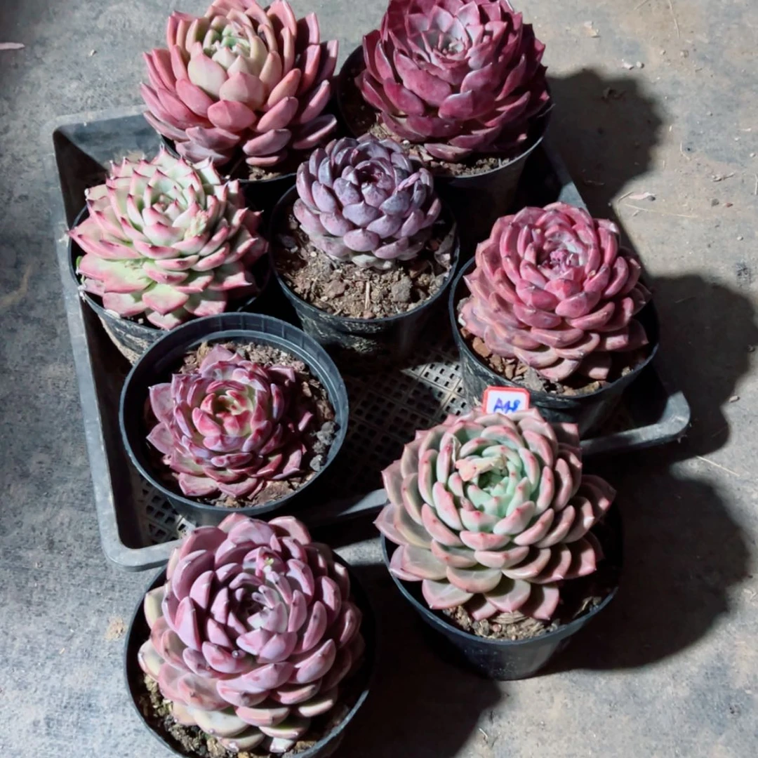 【闪购商品】玉*卷精品多肉植物老桩