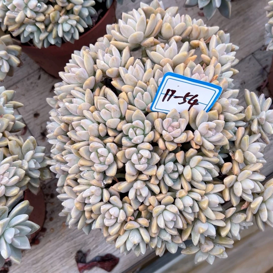 w*m精品多肉植物老桩