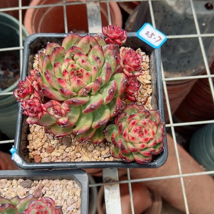 金*地精品多肉植物老桩