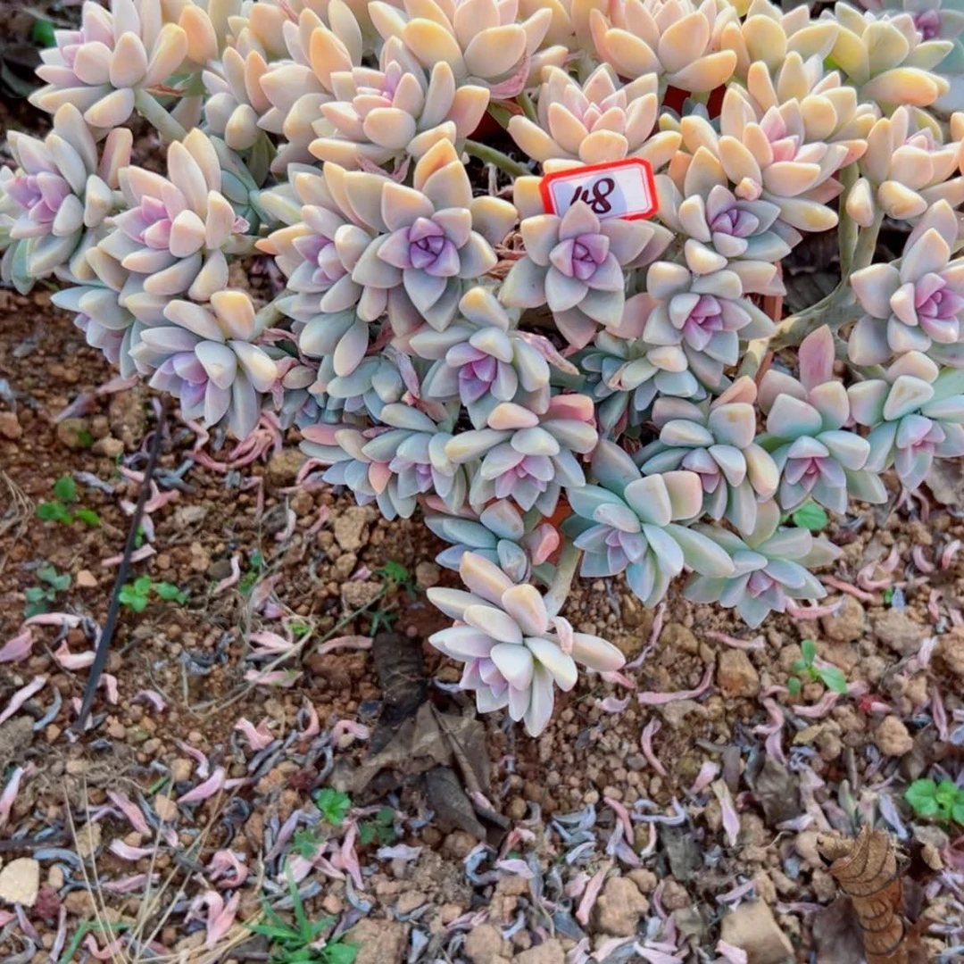 【闪购商品】?****₄精品多肉植物老桩